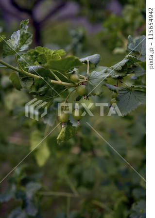 an unripe berries of a hybrid of currant and gooseberry, yoshta, in the garden 115654942