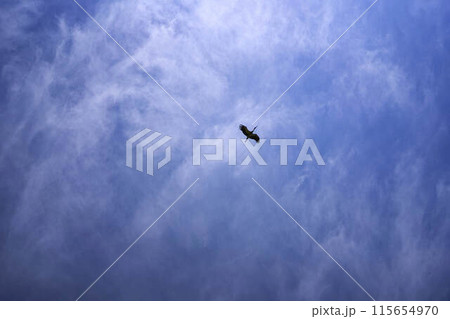 stork circling in the sky on a summer day with white cirrus clouds stork circling in the sky on a summer day with white cirrus clouds 115654970