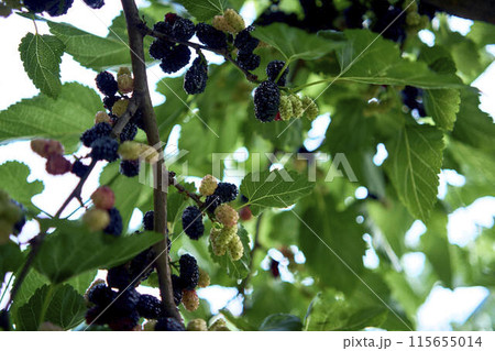 a mulberry on a branch, ripe and unripe a mulberry on a branch, ripe and unripe 115655014