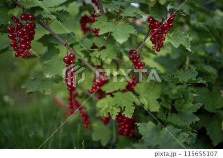 unripe red currant berries in the garden 115655107