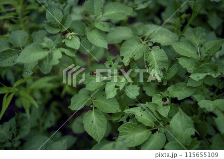 young Colorado potato beetles eat potato leaves 115655109
