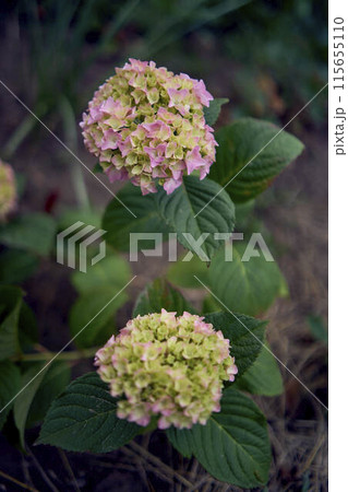 the hydrangea flowers in the garden 115655110