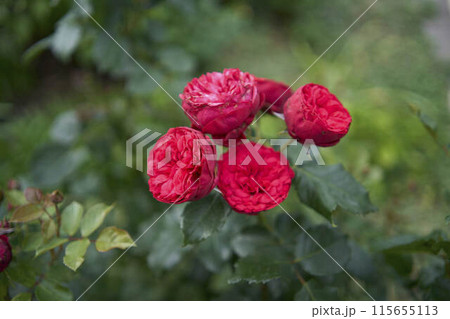 the  bush roses in a flower bed 115655113