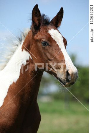 Paint horse foal on pasturage 115655201