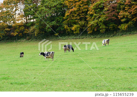 北海道の牧場の牛 北海道の牧場の牛 115655239