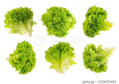 Set of organic letucce salad leaves, green hydroponic vegetable isolated on white background Set of organic letucce salad leaves, green hydroponic vegetable isolated on white background 115655482