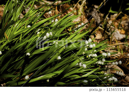 スノーフレーク 115655518