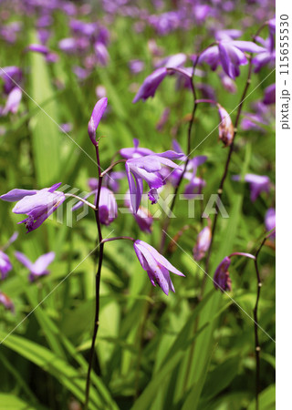 紫色の花を咲かせたシランを撮影した写真 紫色の花を咲かせたシランを撮影した写真 115655530