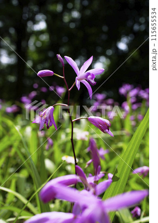 紫色の花を咲かせたシランを撮影した写真 115655534