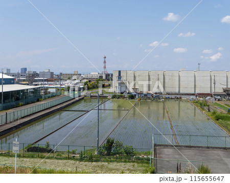 水田が在る街の風景 水田が在る街の風景 115655647