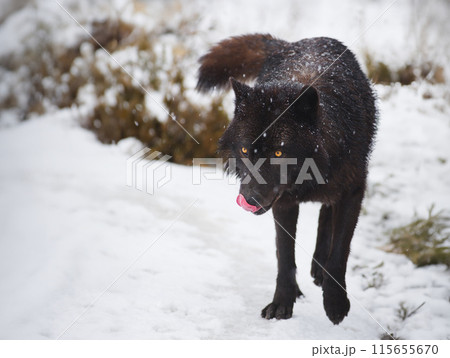 walking Canadian wolf walking through the snow with his tongue hanging out walking Canadian wolf walking through the snow with his tongue hanging out 115655670