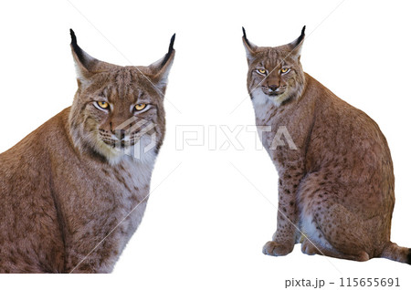 Carpathian lynx  isolated on white background 115655691