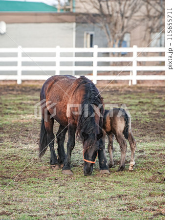 馬の親子　ばんえい牧場十勝（北海道帯広市） 115655711