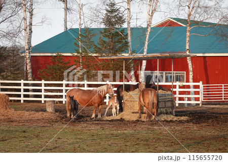 馬の親子 ばんえい牧場十勝(北海道帯広市) 馬の親子 ばんえい牧場十勝(北海道帯広市) 115655720