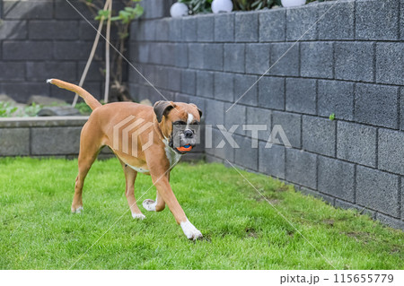 3 years old purebred golden german boxer dog puppy jumping playing with a ball 3 years old purebred golden german boxer dog puppy jumping playing with a ball 115655779