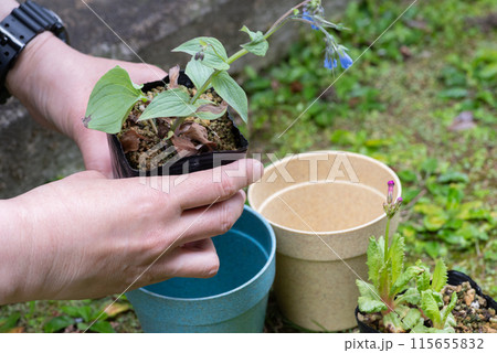 花を鉢に植え替える 115655832