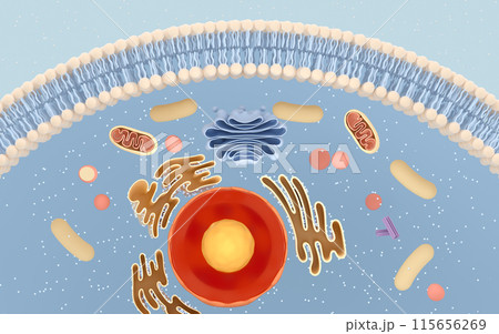 立体 3次元 3D 115656269