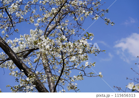 桜 桜 115656313