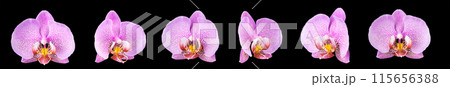 Extreme close up of pink phalaenopsis or Moth orchid from isolated on black 115656388