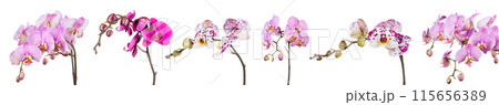 Branch of pink phalaenopsis or Moth orchid from isolated on white background 115656389