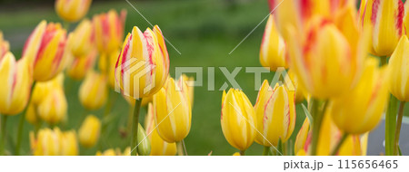 チューリップ ﾁｭｰﾘｯﾌﾟ 花 115656465