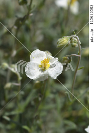 Common rockrose 115656592