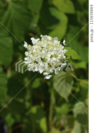 Smooth hydrangea Annabelle Smooth hydrangea Annabelle 115656664