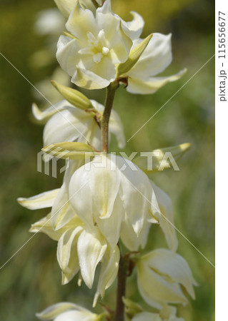 Variegated Spanish dagger 115656677