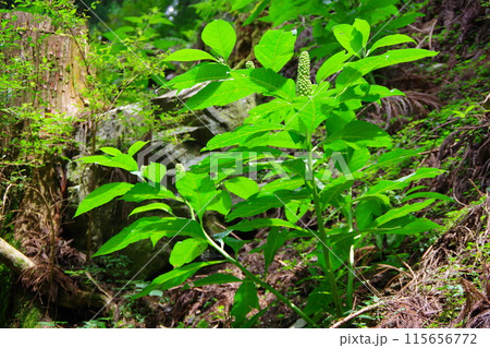 ヤマゴボウ 115656772