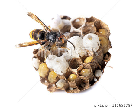 Asian hornet in studio 115656787