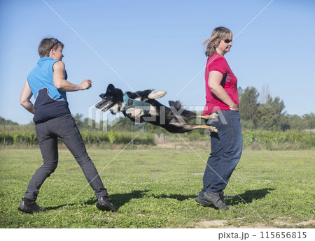 obedience training for border collie obedience training for border collie 115656815