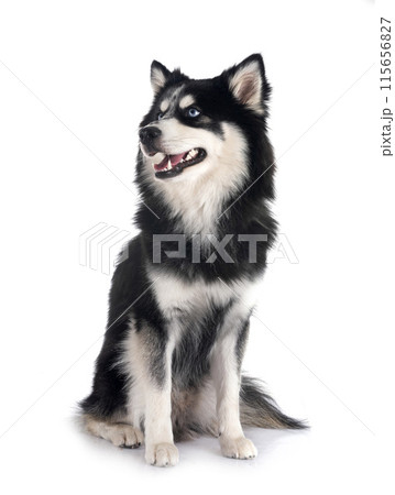 Pomsky in studio 115656827