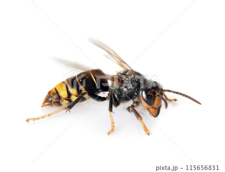 Asian hornet in studio Asian hornet in studio 115656831