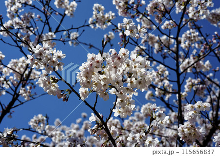 青空に映える桜 115656837