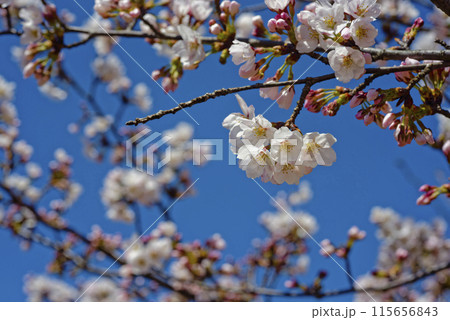 青空に映える桜 115656843
