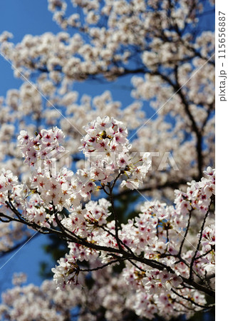 満開になった桜の花 満開になった桜の花 115656887