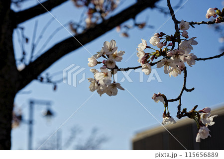 桜のある風景 115656889