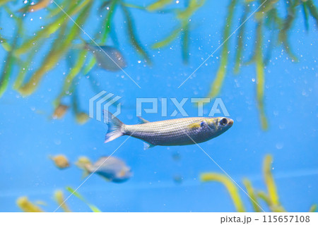 水槽内を泳ぐボラの稚魚 水槽内を泳ぐボラの稚魚 115657108
