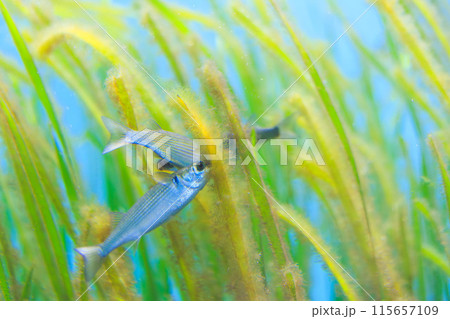 アマモに付着した藻類を食べるボラの稚魚 115657109