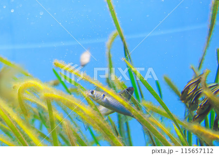 アマモに付着した藻類を食べるボラの稚魚 115657112