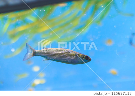 水槽内を泳ぐボラの稚魚 115657113