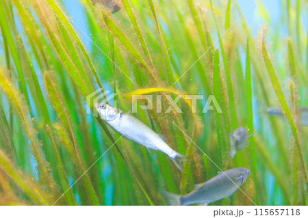 アマモに付着した藻類を食べるボラの稚魚 アマモに付着した藻類を食べるボラの稚魚 115657118