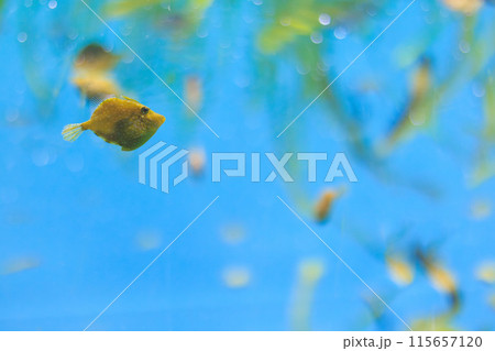 アミメハギの幼魚 115657120