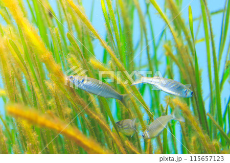 アマモに付着した藻類を食べるボラの稚魚 アマモに付着した藻類を食べるボラの稚魚 115657123