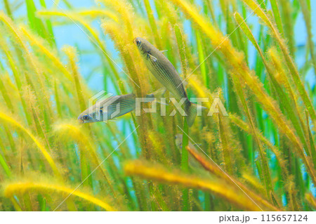 アマモに付着した藻類を食べるボラの稚魚 115657124