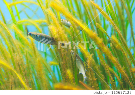 アマモに付着した藻類を食べるボラの稚魚 115657125
