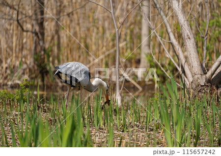 青鷺 青鷺 115657242