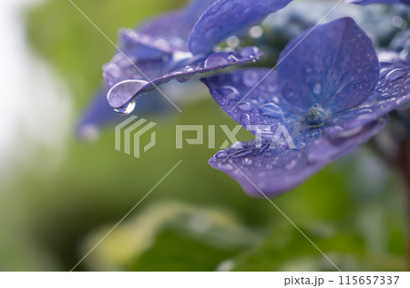 雨に濡れたアジサイの花 115657337
