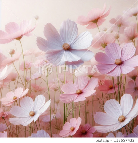 コスモスの花 115657432