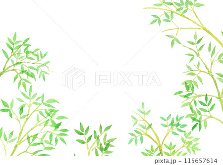 水彩絵の具で描いた笹、竹林の手描きイラスト 水彩絵の具で描いた笹、竹林の手描きイラスト 115657614